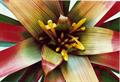 گازمانیا وِلا